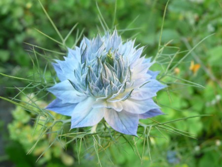 Nigella