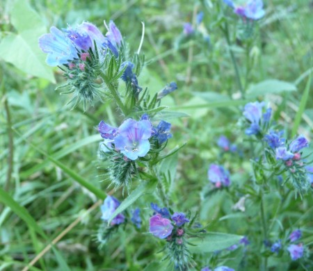 Echium vulgare