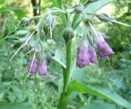 Symphytum officinale