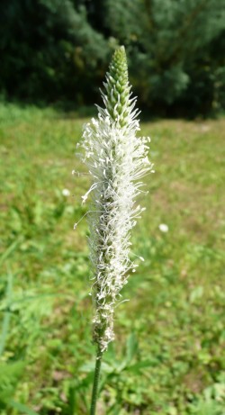 Plantago media