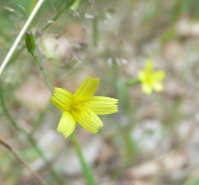 Mycelis muralis