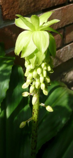 Eucomis bicolor