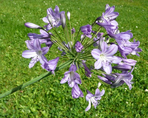 Agapanthus
