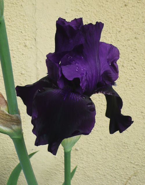 Iris