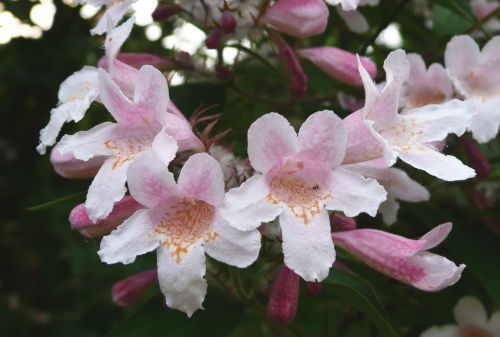 Kolkwitzia amabilis