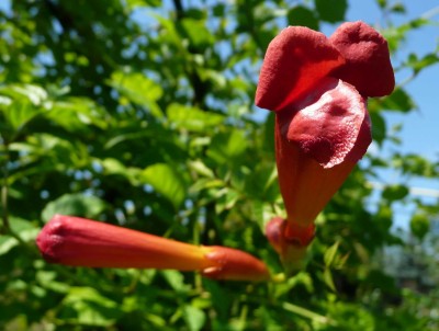 Campsis radicans