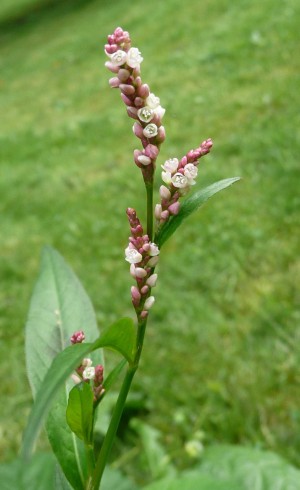 Persicaria maculosa