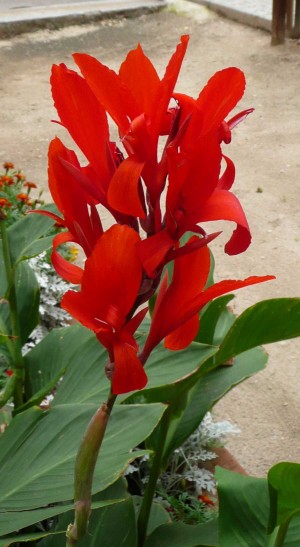 Canna indica