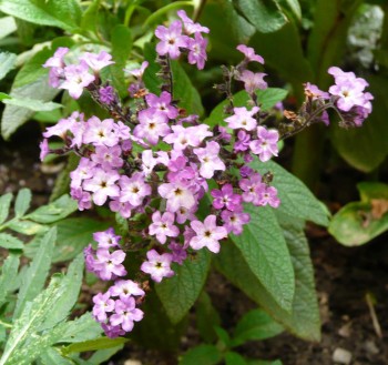Helliotropium