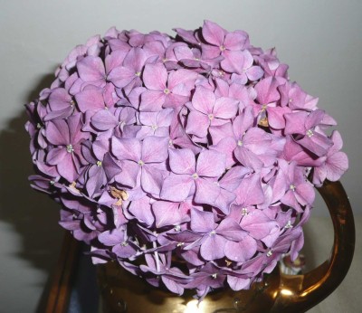 Hydrangea