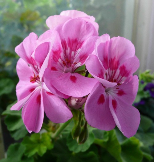 Pelargonium zonale