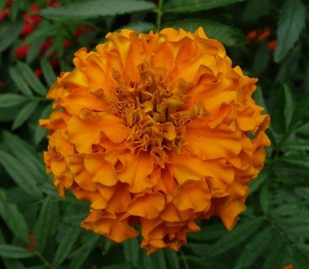 Tagetes erecta