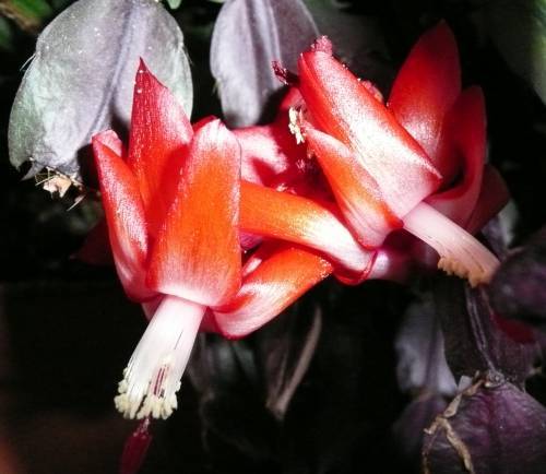 Schlumbergera truncata