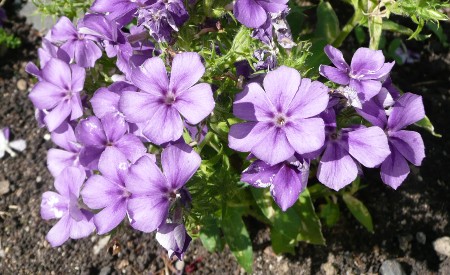 Phlox