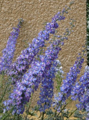 Delphinium
