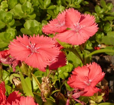 Dianthus