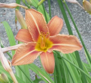 Hemerocallis