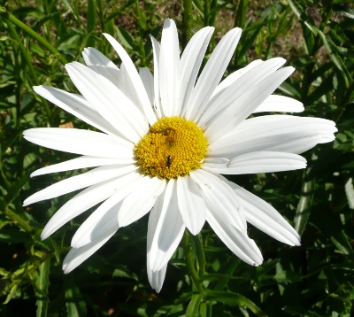 Leucanthemum