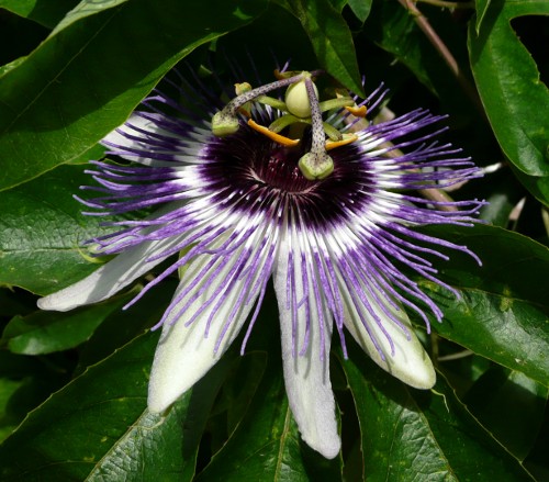 Passiflora caerulea