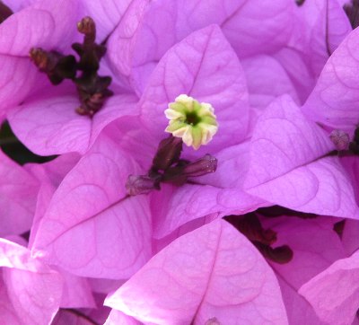 Bougainvillea