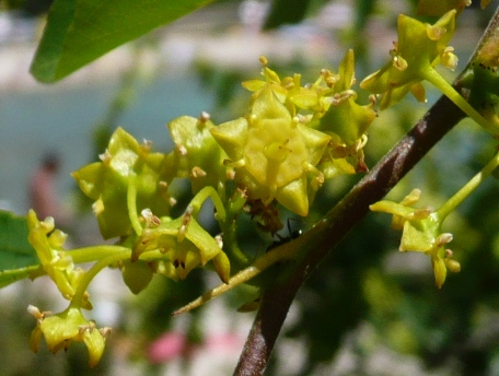 Paliurus spina-christi