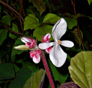 Begonia