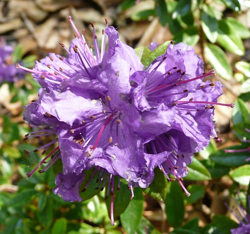 Rhododendron