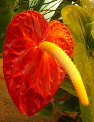 Anthurium andreanum