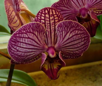 Phalaenopsis