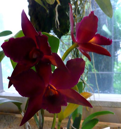 Sophrolaeliocattleya