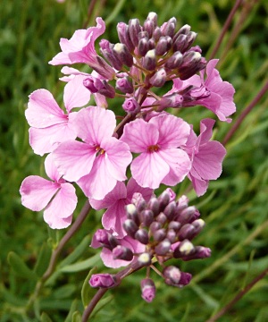 Aethionema grandiflorum