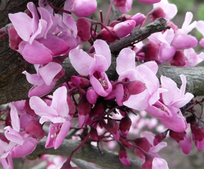 Cercis canadensis