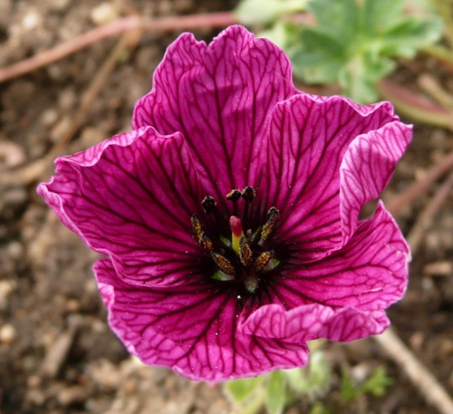 Geranium cinereum