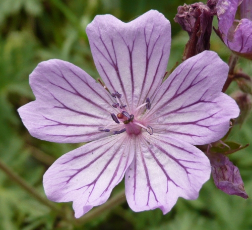 Geranium macrostylum
