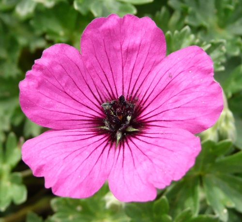 Geranium subcaulescens