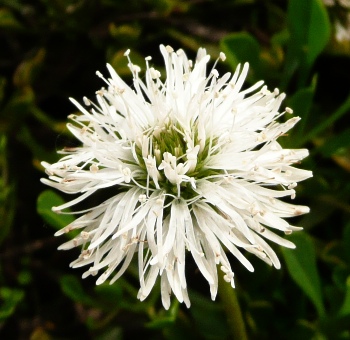 Globularia cordifolia