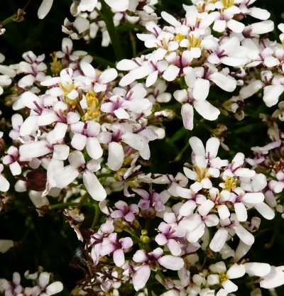 Iberis sempervirens