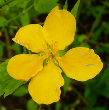 Kerria japonica