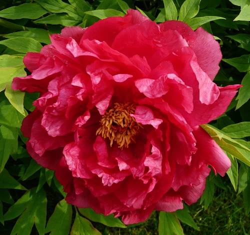 Paeonia suffruticosa 'Asahiminato'