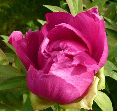 Paeonia suffruticosa 'Fujimusume'