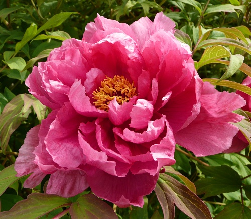 Paeonia suffruticosa 'Koikakura'