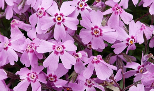 Phlox subulata