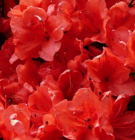 Rhododendron
