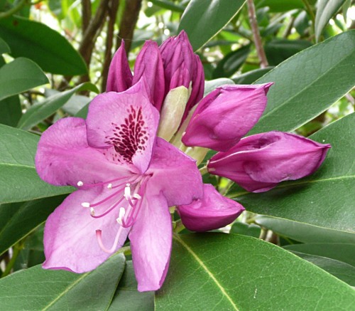 Rhododendron