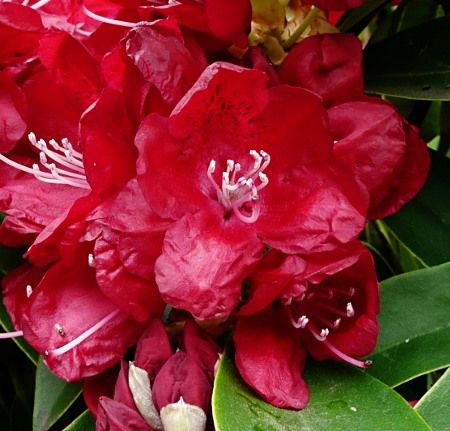 Rhododendron