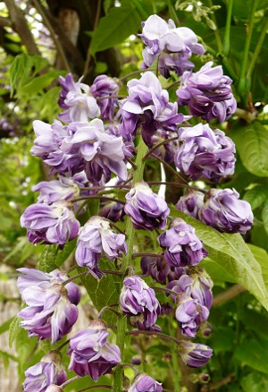 Wistaria hybr. 'Yae Kokkuryu Furi'