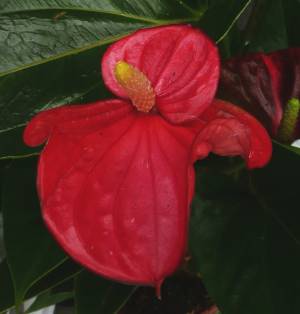 Anthurium
