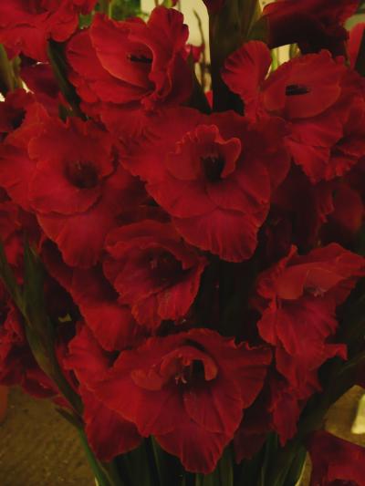 Gladiolus Isabella