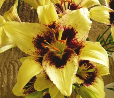 Lilium Black Spider