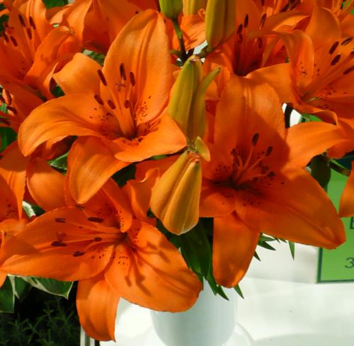 Lilium Tresor